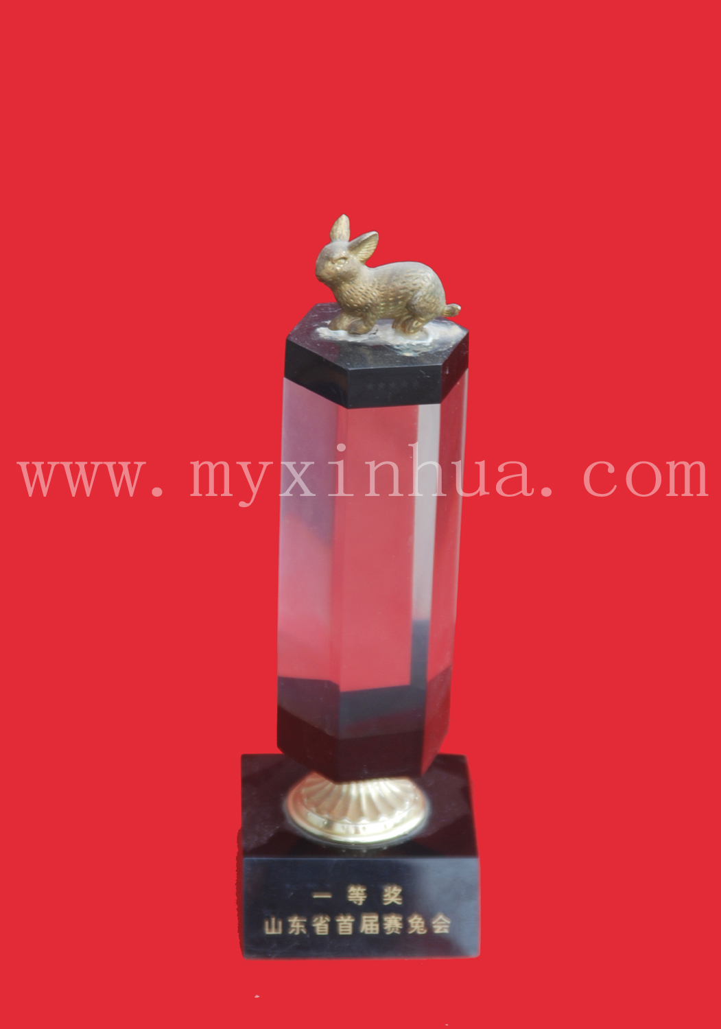 一等獎長毛兔  鑫華